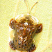 Clavate Tortoise Beetle - Photo (c) Judy Gallagher, some rights reserved (CC BY-NC), uploaded by Judy Gallagher