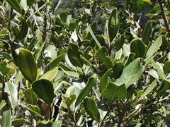 Sideroxylon borbonicum