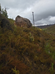 Aspalathus pinea pinea