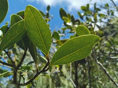 Sideroxylon borbonicum