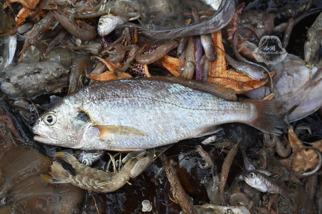 Silver croaker (Pennahia argentata) — Sciaenidae