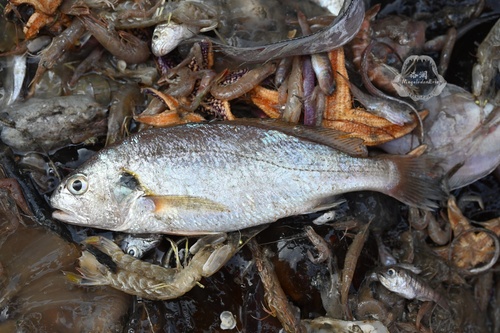 Silver croaker (Pennahia argentata) — Sciaenidae