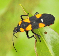 Oncopeltus famelicus