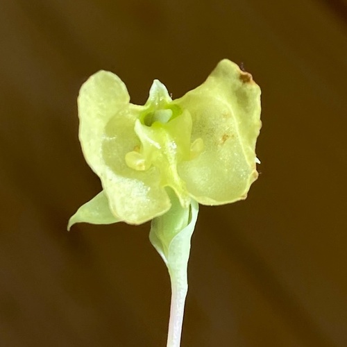 Flat Bonnet (Pterygodium platypetalum)