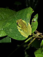 Hyloscirtus phyllognathus