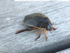 Cybister lateralimarginalis