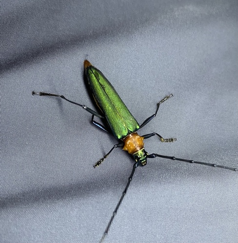 Chloridolum sieversi