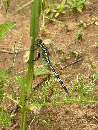 Long Skimmer