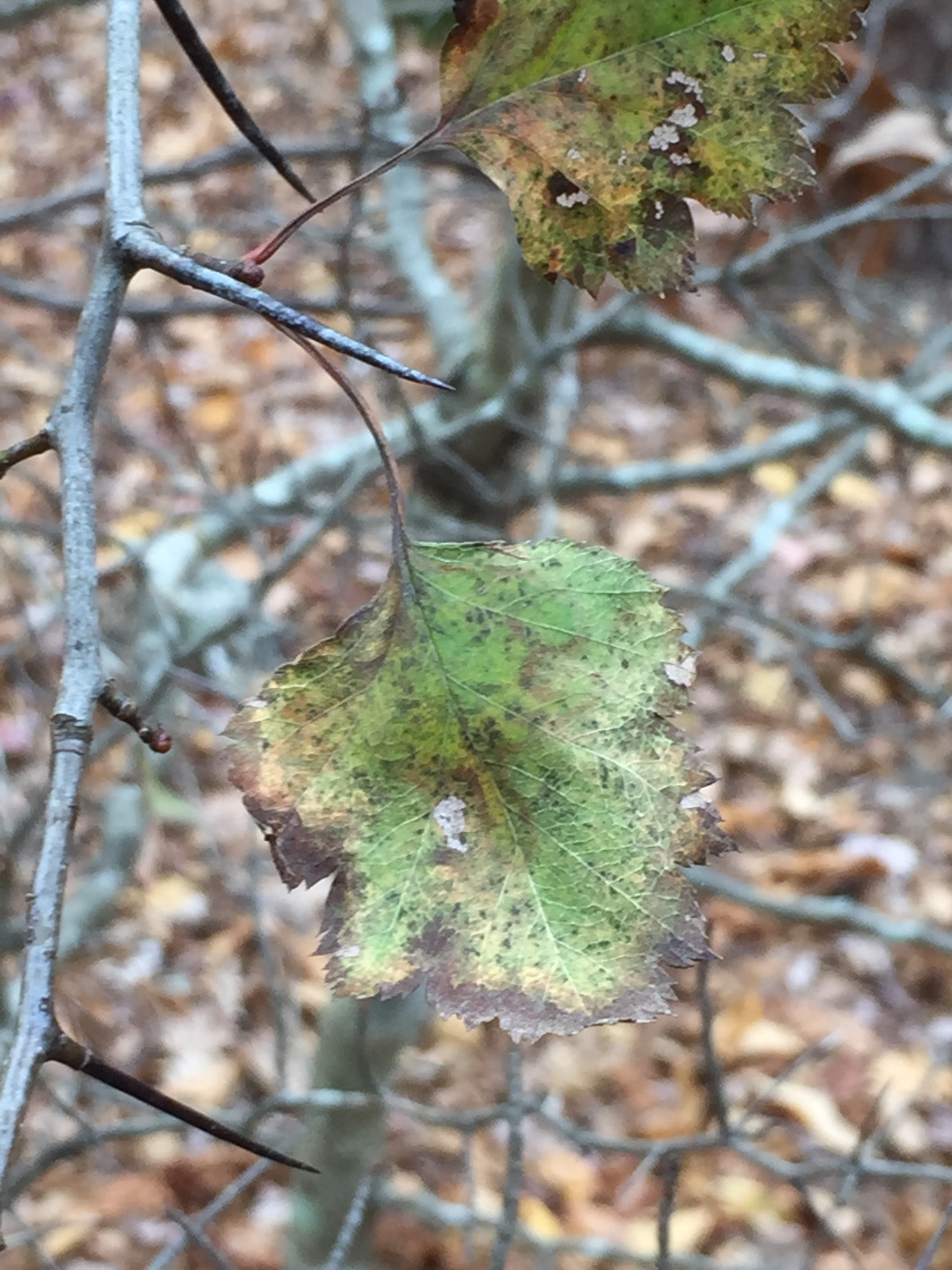 Crataegus ouachitensis