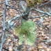 Ouachita Hawthorn - Photo (c) tallpaultheforester, some rights reserved (CC BY-NC), uploaded by tallpaultheforester