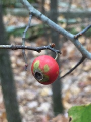 Crataegus ouachitensis
