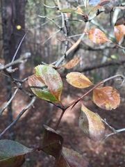 Crataegus berberifolia