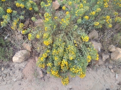 Rafnia globosa