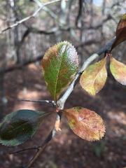 Crataegus berberifolia