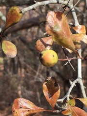Crataegus berberifolia
