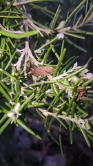 Gonocerus insidiator
