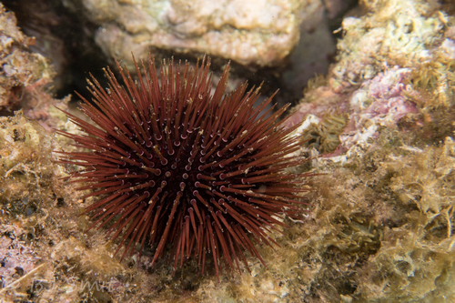 Paracentrotus lividus (Lamarck, 1816)