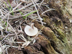 Panellus pusillus