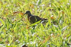 Streptopelia chinensis