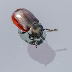 Chrysolina marginata