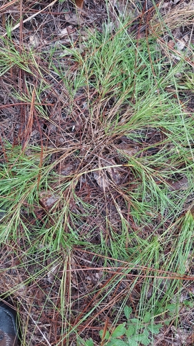 Needleleaf Rosette Grass (Dichanthelium aciculare)