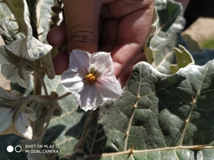Solanum marginatum