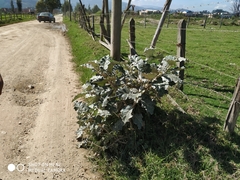 Solanum marginatum