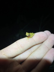 Dendropsophus parviceps