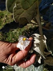 Solanum marginatum