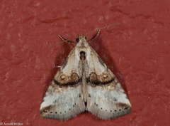 Zebeeba falsalis