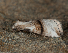 Zebeeba falsalis