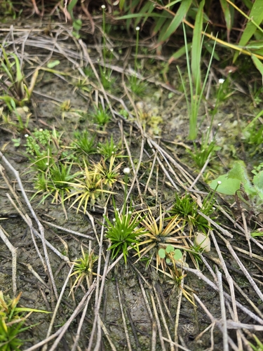 Eriocaulon cinereum, photograph 5