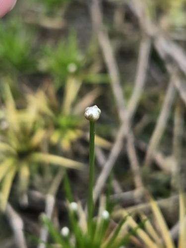 Eriocaulon cinereum, photograph 6