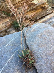 Dudleya saxosa