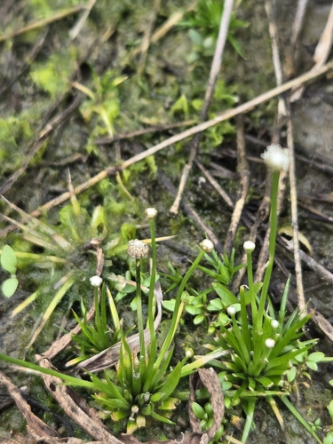 Eriocaulon cinereum, photograph 3