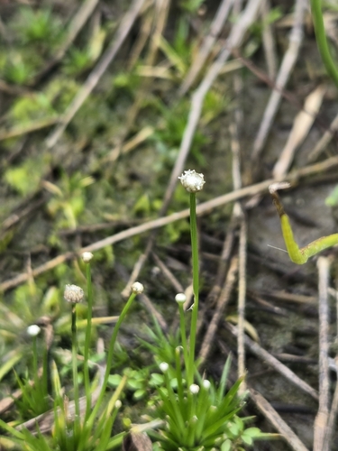 Eriocaulon cinereum, photograph 4