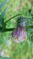 Cirsium tatakaense