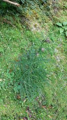 Cirsium tatakaense