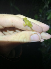 Dendropsophus parviceps