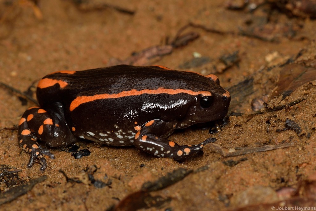 Red-Banded Rubber Frog from North Uthungulu, South Africa on