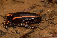 Phrynomantis bifasciatus