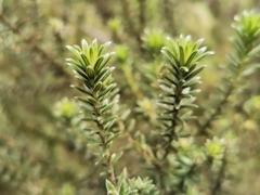 Phylica nitida