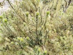 Phylica nitida