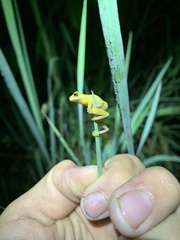 Dendropsophus parviceps