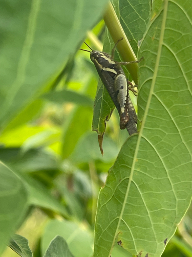 Cryptocatantops haemorrhoidalis