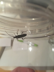 Callidiopis scutellaris