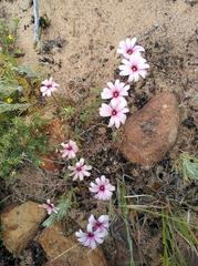 Felicia hirsuta