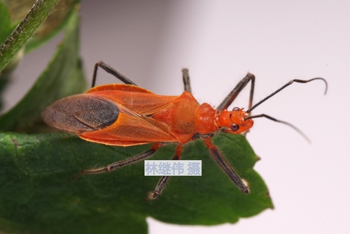Cutocoris russatus