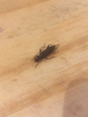 Callidiopis scutellaris