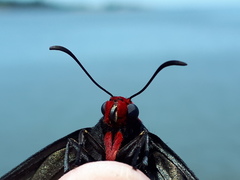 Pyrrhopyge charybdis